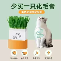 猫草盆栽化毛草种子非已种好懒人小麦种子猫咪零食品水培营养种植