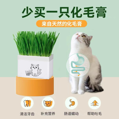 猫草盆栽化毛草种子非已种好懒人小麦种子猫咪零食品水培营养种植