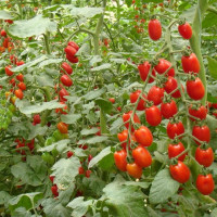 瀑布小番茄种子千禧樱桃西红柿圣女果种籽苗四季播黄蔬菜种孑种植
