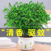 [补贴10%]清香胡椒木盆栽花卉室内外驱蚊草植物树苗老桩盆景九里香绿植客厅