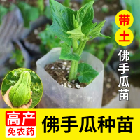 佛手瓜种苗带土种子蔬菜苗龙须菜种瓜苗子带土带芽福寿瓜