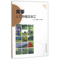 黄芩人工种植及加工