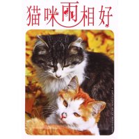 猫咪两相好(明信片)
