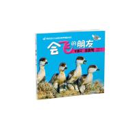 “机警王”赤麻鸭