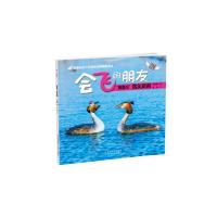 “浪里白”凤头