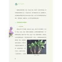 紫菀生产加工适宜技术/中药材生产加工适宜技术丛书