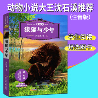 动物小说大王沈石溪精品集(注音版)狼獾与少年带你走进奇异的动物世界经典课外阅读图书名著小