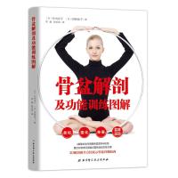 骨盆解剖及功能训练图解