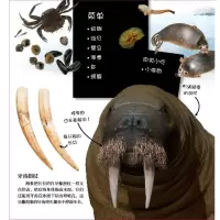 翻开海洋动物