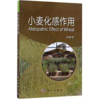 小麦化感作用