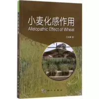 小麦化感作用