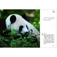 熊猫的秘密