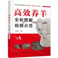 [N]高效养羊全彩图解+视频示范/畜禽高效养殖全彩图解+视频示范丛书-9787122437853