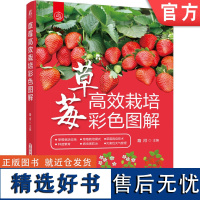 正版 草莓高效栽培彩色图解 路河 栽培设施 日光温室 塑料大棚 水培 品种 土壤改良 填闲作物 整地 施肥 基肥