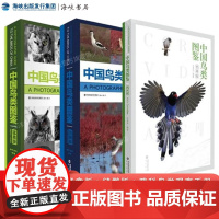 套装共3册 中国鸟类图鉴猛禽版+鸦科版+鸻鹬版 观鸟识鸟BB科普读物 亚洲鸟类观察手册国家地理珍稀鸟类全书 海峡书