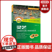 灵芝高效栽培及孢子粉收集技术 新时代乡村振兴丛书 何焕清 灵芝种类形态特征分布生活史环境条件灵芝栽培技术 广东科技出版社