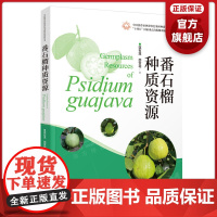 番石榴种质资源 中国热带亚热带特色果树种质资源丛书 番石榴图鉴62 个品种品系 广东科技出版社正品