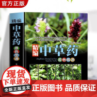 正版精编中草药原色图谱图解中华汉方快速认药彩图版中草药学野外识别应用彩色图鉴中草药彩图大全书辞典对症图典书籍