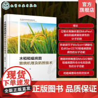 水稻稻瘟病菌致病机理及防控技术 稻瘟病菌生物学特性 稻瘟病菌危害特点 病害循环 防止措施 生物技术植保作物学等科研人员参