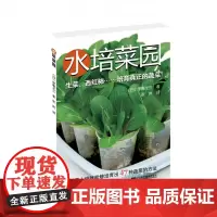 水培菜园