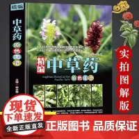 精编中草药原色图谱正版中草药全图鉴速查手册图谱中国药材图鉴中医学书籍材大全 300余种常用中草药识别应用原色图片中医学书