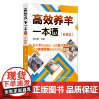 高效养羊一本通 彩图版 肉羊养殖书籍种草养羊技术 羊饲料原料加工贮藏及饲喂方法羊生产规划选种选配繁殖产羔管理饲养管理书籍