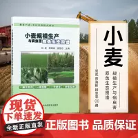 正版小麦规模生产与病虫害原色生态图谱田海彬编 小麦种植技术小麦病虫草害防治新技术小麦高产高效生产技术全书小麦种植书籍