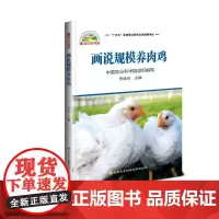 正版画说规模养肉鸡李连任编高效肉鸡养殖技术肉鸡养殖速成大全鸡病防治及安全用药肉鸡养殖生产技术全书养鸡手册肉鸡养殖技术书籍