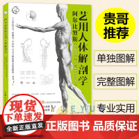 [贵哥翻译]阿尔比努斯艺用人体解剖学伯纳德齐格弗里德 学习人体素描的奠基书籍解剖素描学习者艺术专业绘画自学者书籍