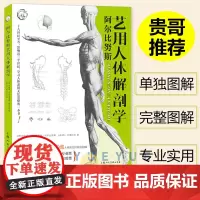 [贵哥翻译]阿尔比努斯艺用人体解剖学伯纳德齐格弗里德 学习人体素描的奠基书籍解剖素描学习者艺术专业绘画自学者书籍