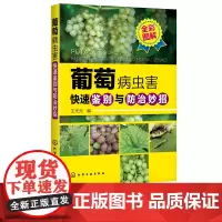 葡萄病虫害快速鉴别与防治妙招 王天元编 葡萄 葡萄树 果树 病虫害 病害 虫害 防治 图鉴 农林院校果树及相关专业师生参