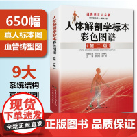 人体解剖学标本彩色图谱第2版 附赠临床实用MRI掌中宝 钟世镇 650幅真实人体标本实拍图 全彩人体解剖彩色学图谱 实