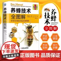 养蜂技术全图解 手把手教你如何养蜂 全彩图片蜂群饲养管理 蜂产品生产技术 蜂群越冬管理 蜜蜂病害与敌害防治技术教程学养蜜