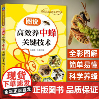 高效养中蜂关键技术土蜜蜂养殖技术书籍中蜂高效养殖技术大全实用养蜂技术养中华蜂大全书籍养蜂书科学饲养蜜蜂病害防治技术一本通