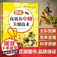 高效养中蜂关键技术土蜜蜂养殖技术书籍中蜂高效养殖技术大全实用养蜂技术养中华蜂大全书籍养蜂书科学饲养蜜蜂病害防治技术一本通
