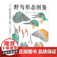 后浪浪花朵朵正版 野鸟形态图鉴 鸟类观察 儿童科普博物学科学绘画自然保育书籍