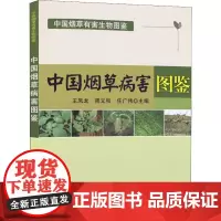 中国烟草病害图鉴 王凤龙,周义和,任广伟 编 农业基础科学专业科技 正版图书籍 中国农业出版社