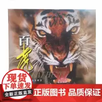 百虎图 虎摄影集 野生动物摄影集 武汉出版社 原装正版