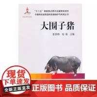 大围子猪