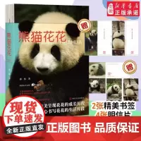 熊猫花花 暖心书写熊猫花花的家族和花花成长历程 熊猫萌兰 熊猫知识科普大熊猫的生物学特点和生活习性熊猫科普书籍