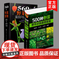 2册 高清彩图新版 560种野菜野果鉴别与食用手册 500种野菜野外识别速查图鉴 野菜特征植物鉴别图鉴手册识别食用方法百
