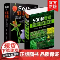 2册 高清彩图新版 560种野菜野果鉴别与食用手册 500种野菜野外识别速查图鉴 野菜特征植物鉴别图鉴手册识别食用方法百