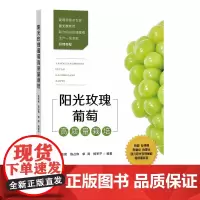 阳光玫瑰葡萄高质量栽培 晁无疾 陈占伟 单涛 杨军平主编 9787109309029
