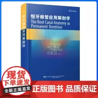 处理1 恒牙根管应用解剖学 马可.韦尔西阿尼 口腔书 辽宁科学技术出版社 恒牙根管游月华译 根管治疗