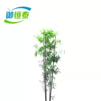 御恒泰玉竹4米高/棵