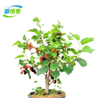 御恒泰 桑树 3年苗 棵