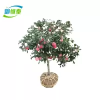 御恒泰 苹果树 3年苗 棵