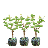 御恒泰 葡萄树 飓风无核白3-5年 棵