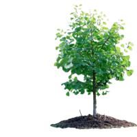 御恒泰 银杏树 10年生直径10-15cm 棵