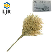 利冀尔 扫把 大号 把